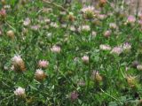 Trifolium echinatum. Цветущие растения. Крым, Севастополь, газон. 8 июля 2015 г.