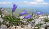 Campanula ciliata. Цветущее растение. Адыгея, Кавказский биосферный заповедник, гора Оштен, ≈ 2800 м н.у.м., на вершине в расщелине скалы. 18.07.2015.