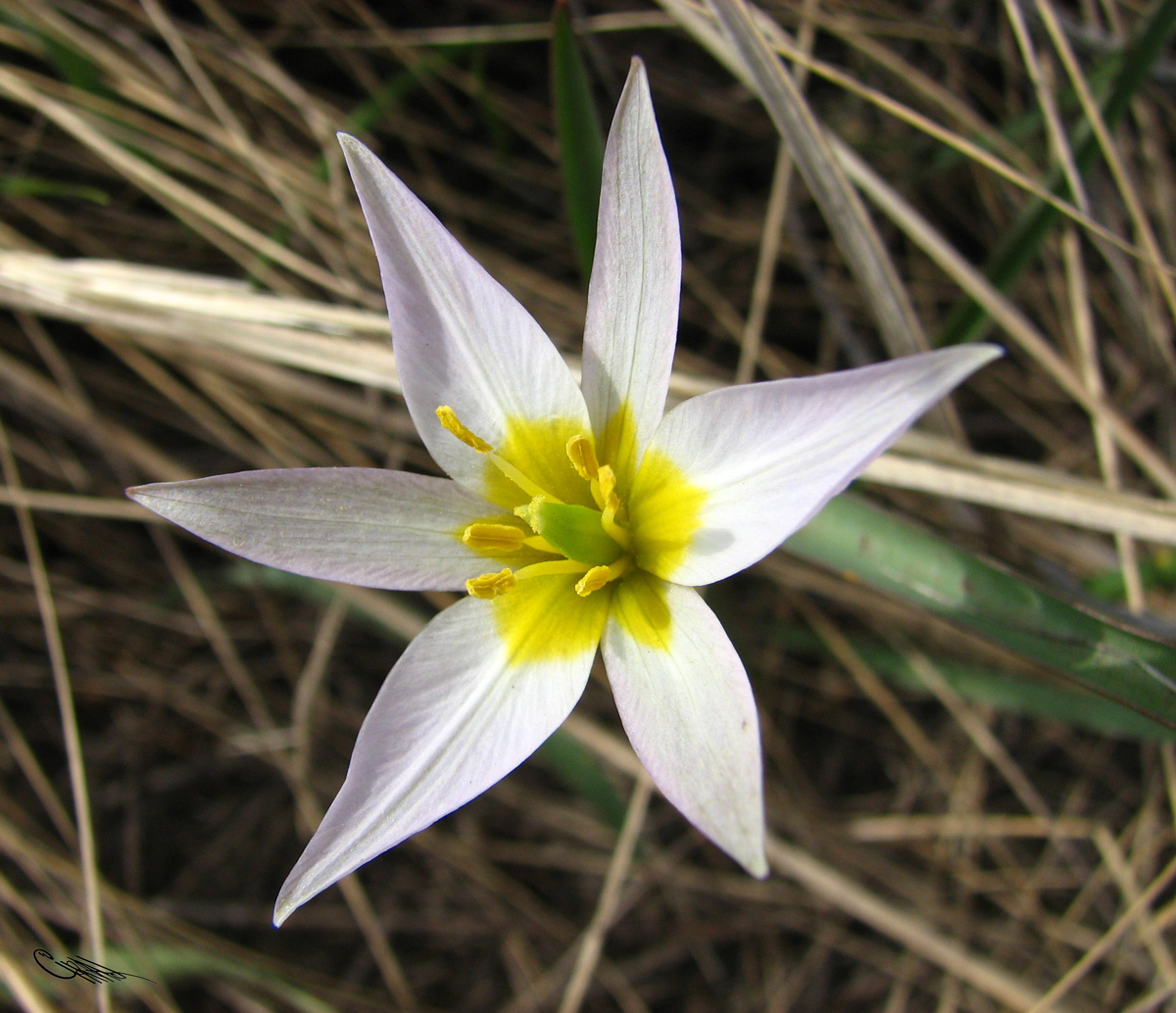 Image of Tulipa patens specimen.