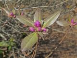 Rhododendron sichotense. Побег с распускающимися бутонами. Владивосток, Ботанический сад-институт ДВО РАН. 9 апреля 2016 г.