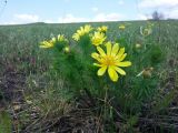 Adonis vernalis. Цветущее растение. Тульская обл., Ефремовский р-н, окр. дер. Кытино, правый берег р. Красивая Меча. 01.05.2016.