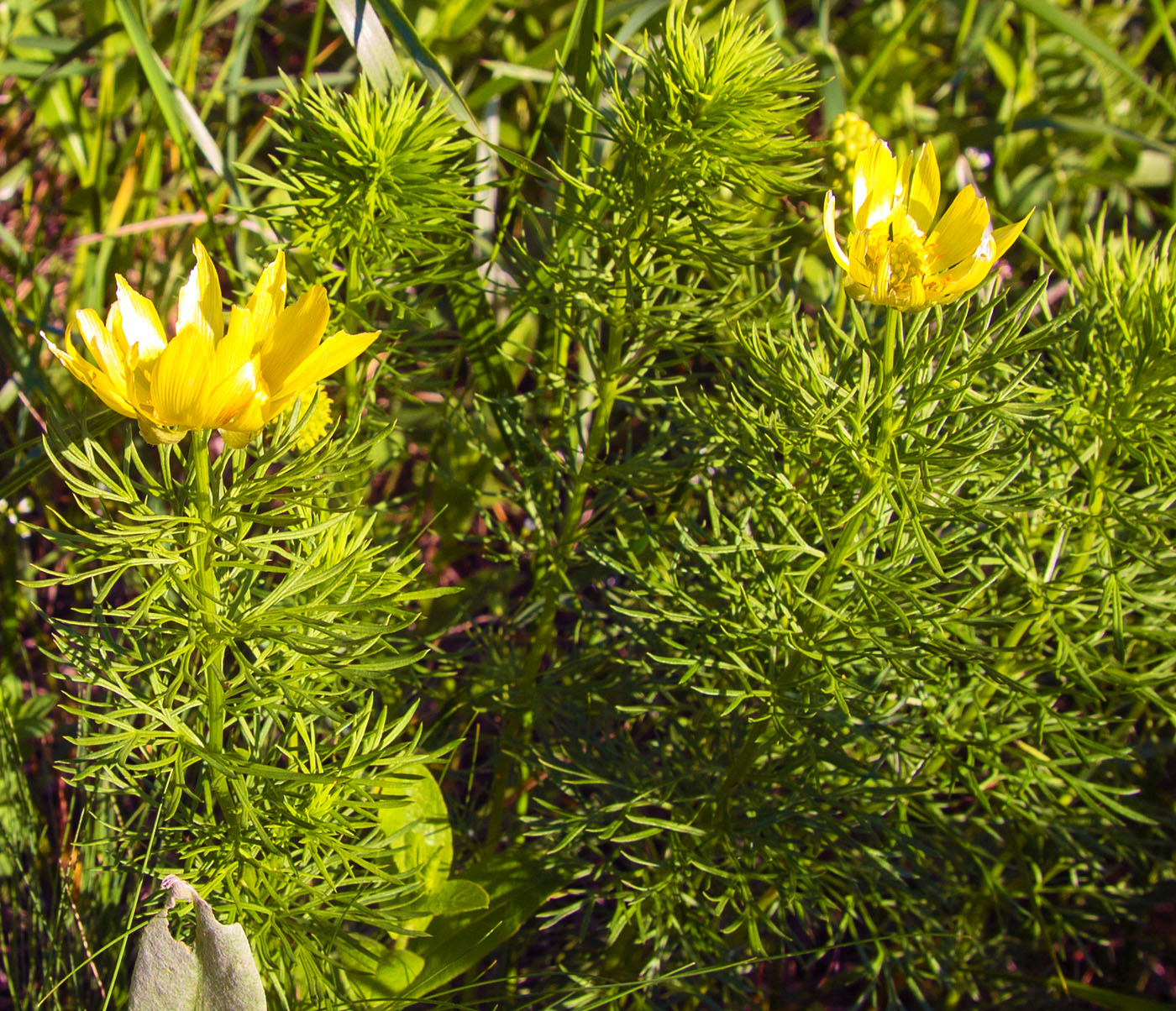 Изображение особи Adonis vernalis.