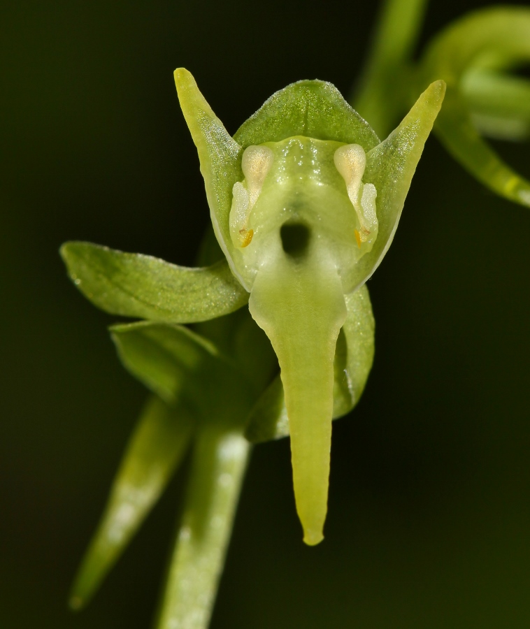 Image of Platanthera maximowicziana specimen.
