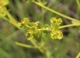 Euphorbia seguieriana