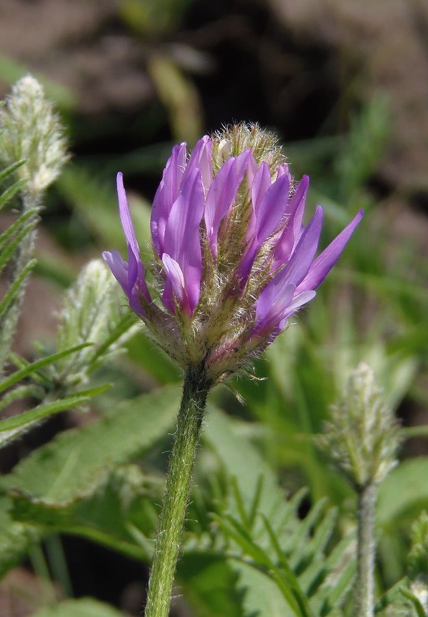 Изображение растения Astragalus onobrychis.