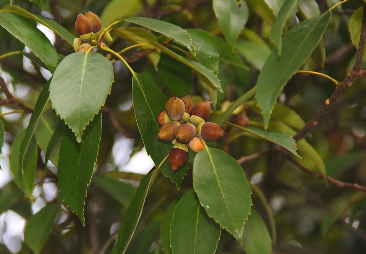 Изображение особи Quercus longinux.