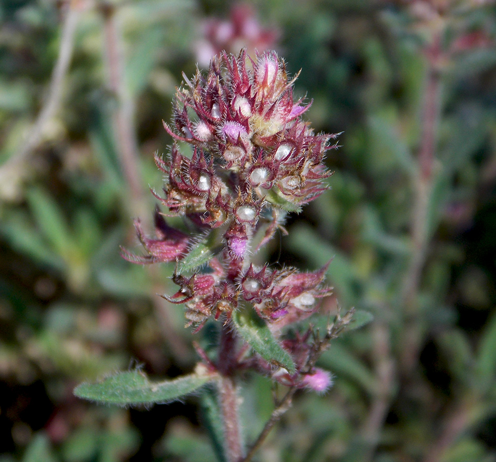 Изображение особи Thymus markhotensis.