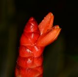 Costus woodsonii. Верхушка соцветия. Таиланд, о-в Пхукет, курорт Ката, территория гостиницы, в культуре. 08.01.2017.