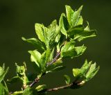 Prunus domestica