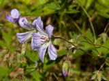 Geranium igoschinae. Цветок и бутон. Башкортостан, долина р. Юрюзань ниже г. Усть-Катав, вершина Жеребчикова гребня, разреженный смешанный лес с преобладанием сосны. 11 июня 2017 г.