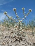 Echinops nanus