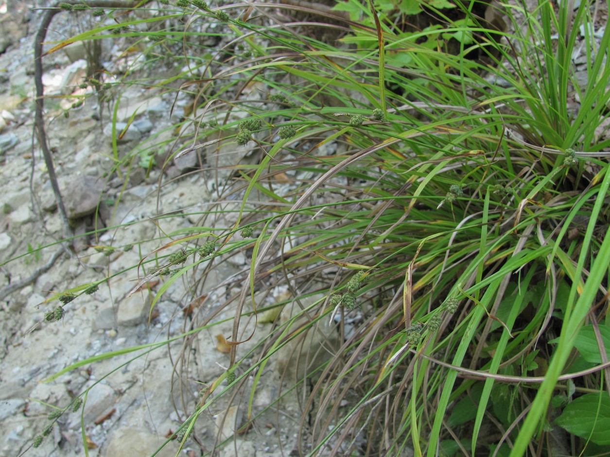 Изображение особи Carex grioletii.