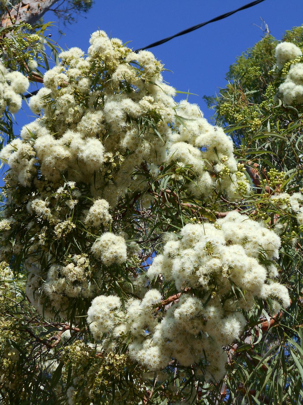 Изображение особи Angophora costata.