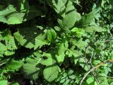 Cirsium oleraceum