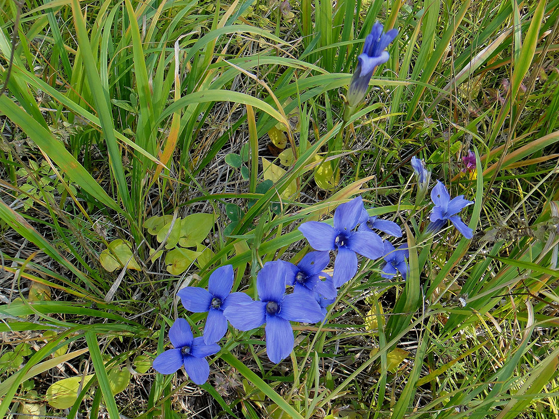 Изображение особи Gentianopsis barbata.