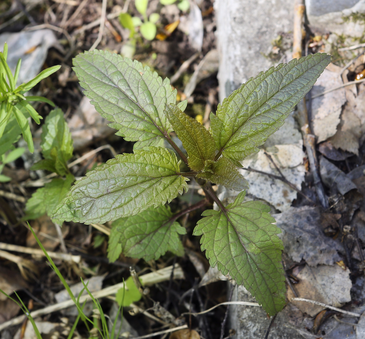 Изображение особи Scrophularia nodosa.