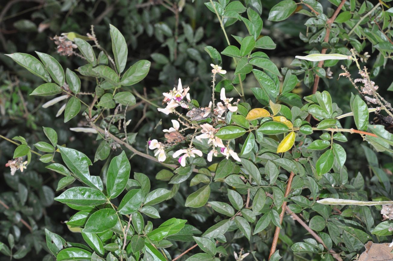 Изображение особи семейство Fabaceae.