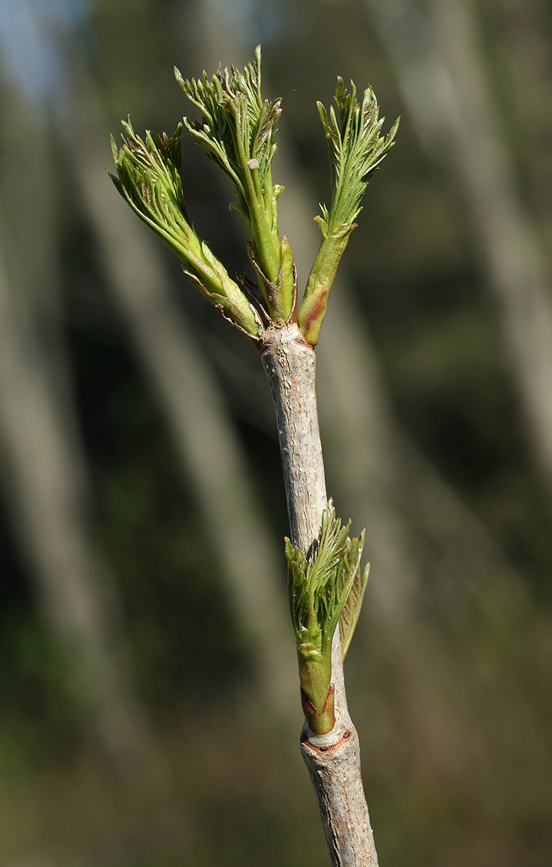 Изображение особи Acer platanoides.