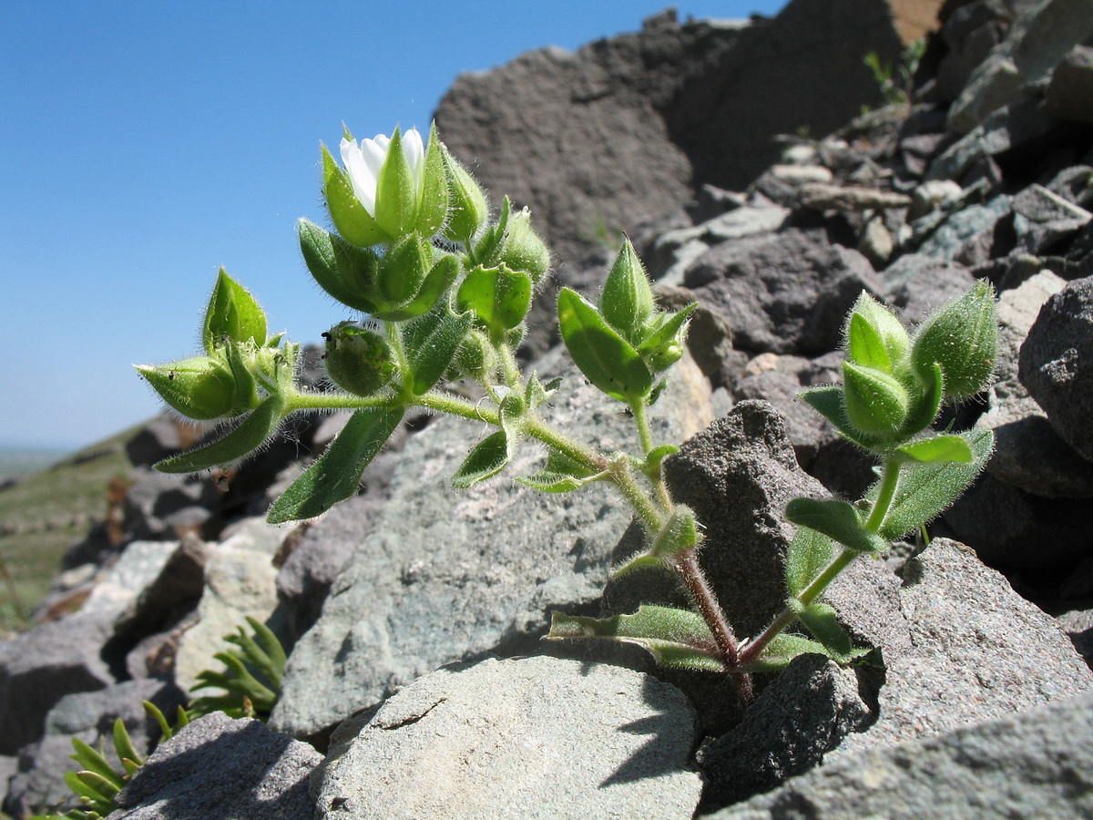 Изображение особи Cerastium inflatum.