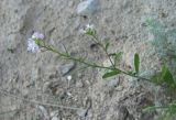 Neotorularia contortuplicata. Верхушка цветущего и плодоносящего растения. Дагестан, г. о. Махачкала, окр. с. Талги, склон горы. 15.05.2018.