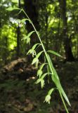 Epipactis persica. Соцветие. Дагестан, Табасаранский р-н, 1 км к северо-востоку от с. Татиль, буковый лес. 21 июня 2018 г.