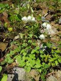 Campanula leskovii