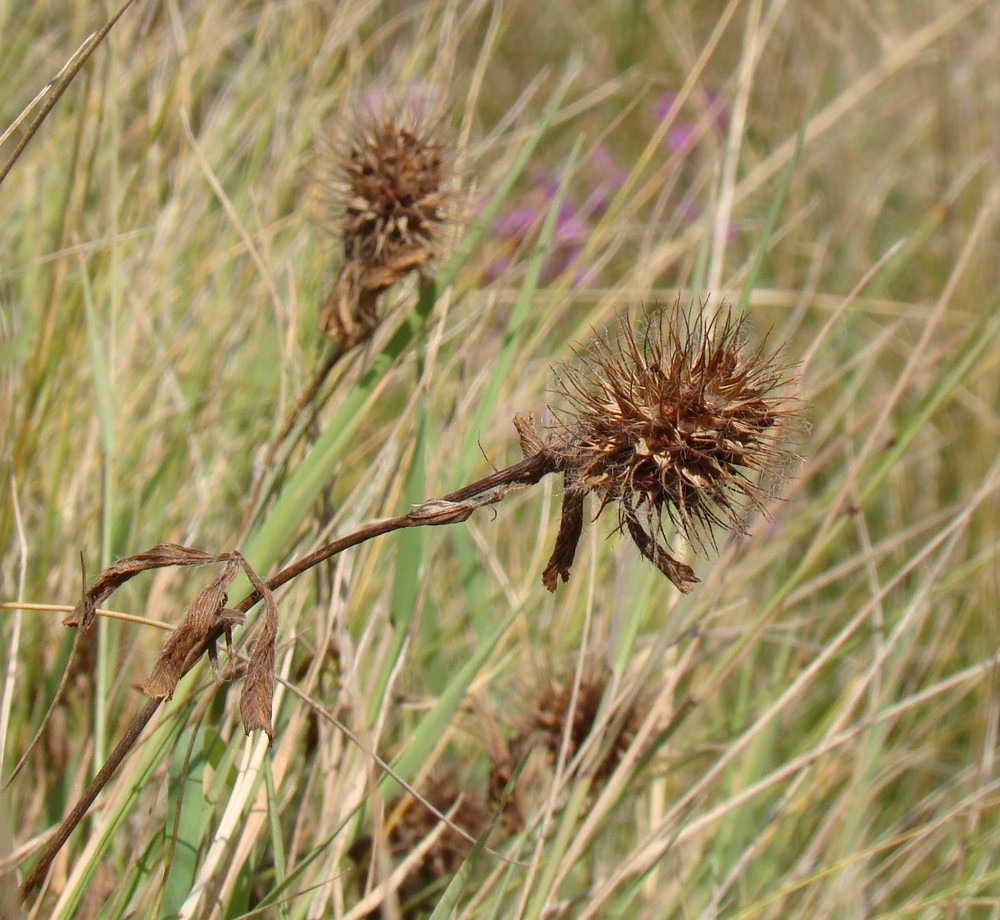 Image of Trifolium hirtum specimen.