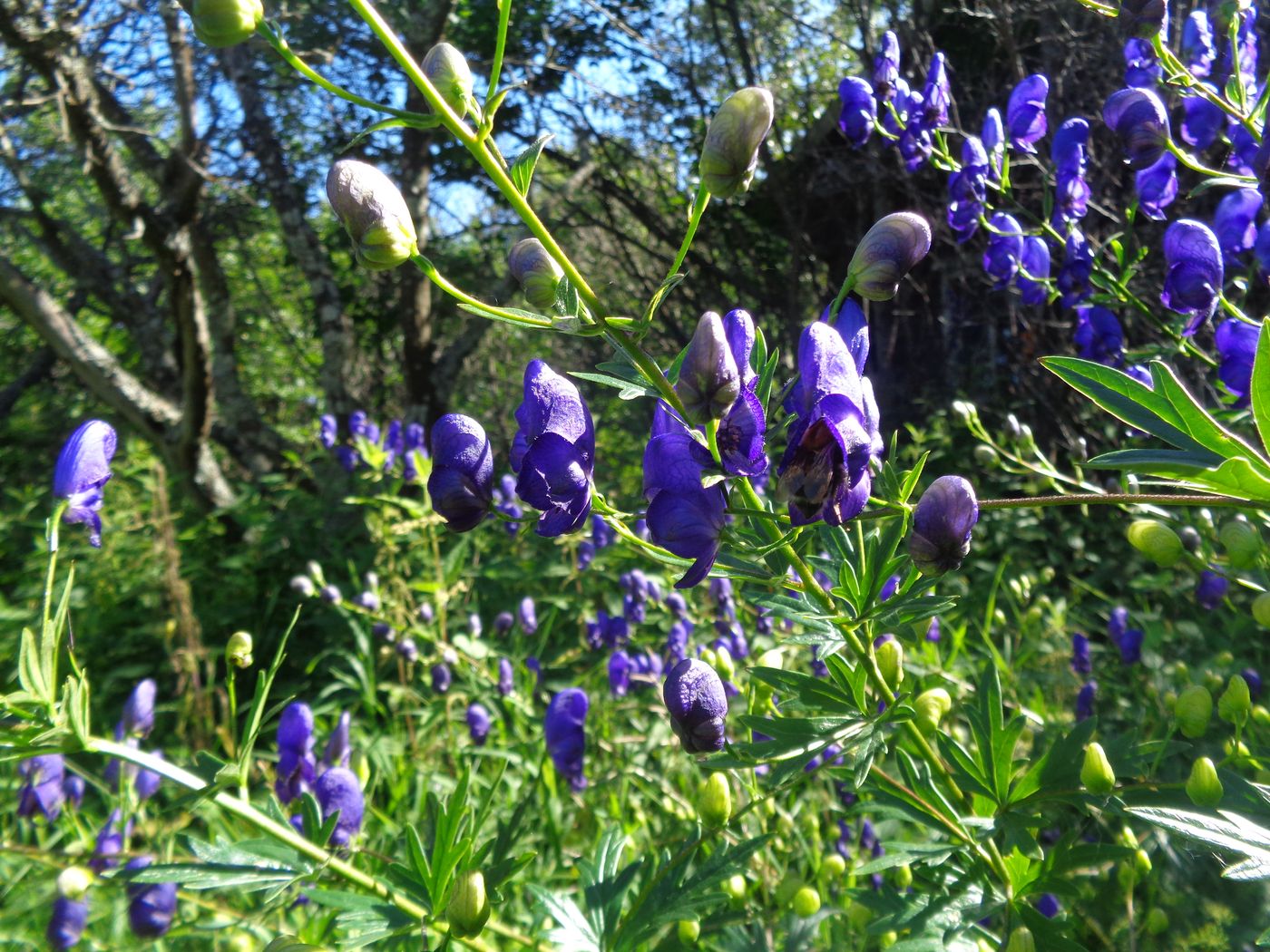 Изображение особи Aconitum &times; stoerkianum.