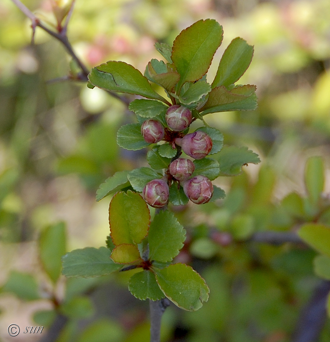 Изображение особи Chaenomeles japonica.