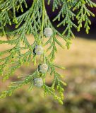 Chamaecyparis lawsoniana