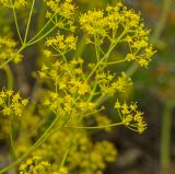 Ferula caspica