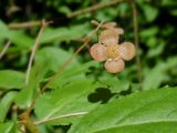 Euonymus verrucosus. Цветок. Марий Эл, г. Йошкар-Ола, Сосновая роща. 08.06.2019.