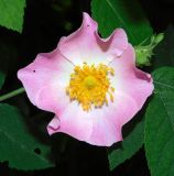 Rosa разновидность tomentosa