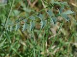 Poterium sanguisorba