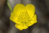 Ranunculus neapolitanus