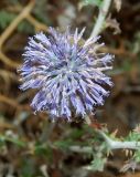 Echinops ritro