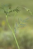 Astragalus austriacus