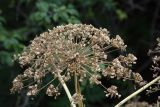 Heracleum sosnowskyi