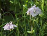 Aquilegia vulgaris