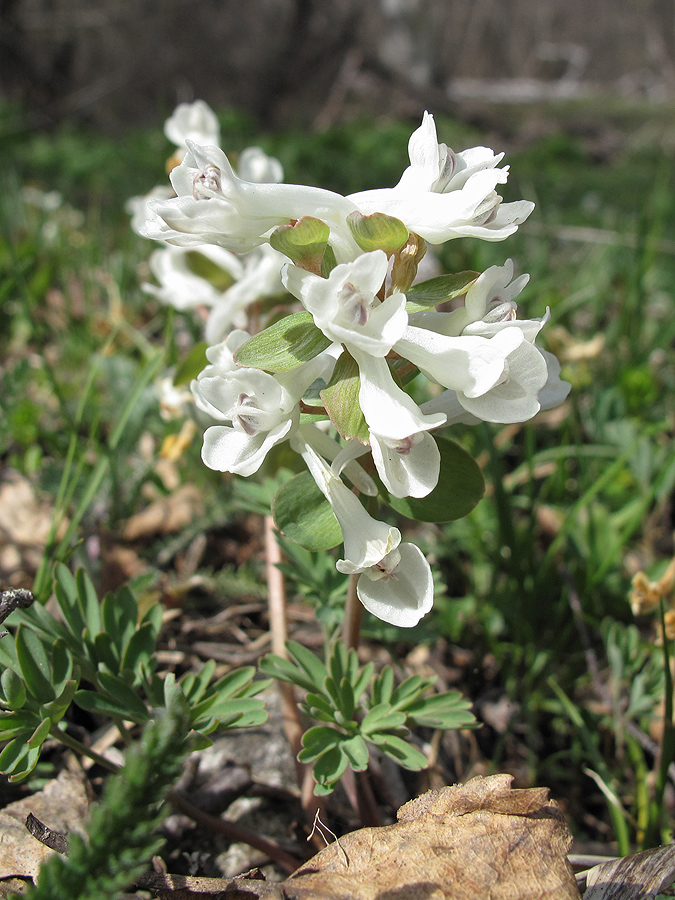 Изображение особи Corydalis teberdensis.