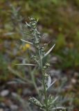 Artemisia absinthium