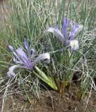 Iris tenuifolia. Цветущее растение в степи на глинистой почве у подножия горки. Казахстан, Актюбинская область, север Мугоджар. 23.04.2006.