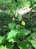 Cypripedium calceolus