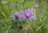 Centaurea abnormis. Верхушка побега с соцветиями. Республика Адыгея, Кавказский биосферный заповедник, перевал Армянский, 1866 м н.у.м., субальпийский луг. 12.08.2023.