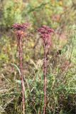 Hylotelephium triphyllum. Верхушки плодоносящих растений. Нижегородская обл., Володарский р-н, окр. пос. Дубки; берег р. Ока, высокотравный луг. 15.09.2023.