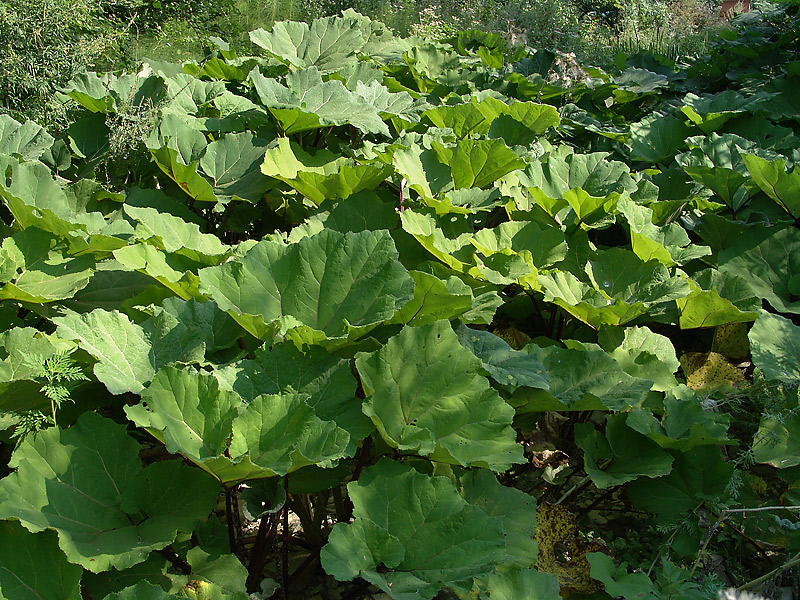 Белокопытник гибридный (Petasites hybridus). Фото на сайте "Грибы: информация и фотографии"
