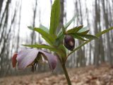 Helleborus purpurascens