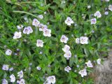 Veronica baumgartenii