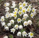 Pulsatilla orientali-sibirica