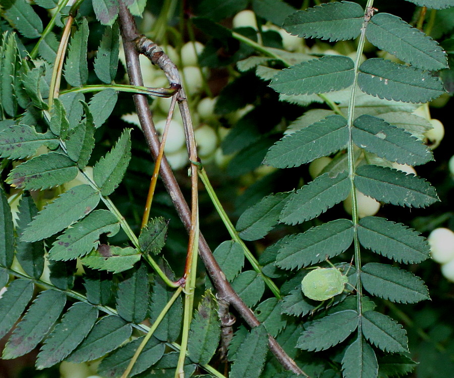 Изображение особи Sorbus koehneana.